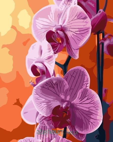 Malen nach Zahlen - Orchidee 40x50cm - 4823104362425