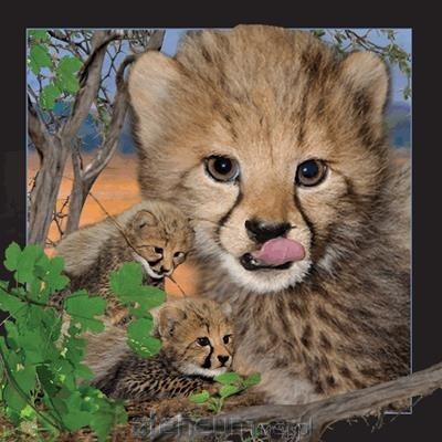 Worth Keeping  3D-Geparden-Postkarte 5710431000641